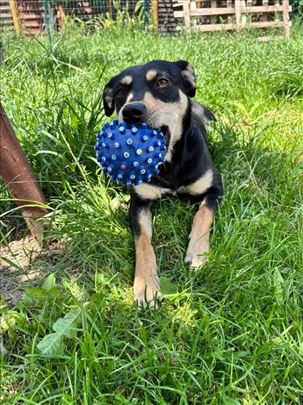 Mešanac, mlad pas namučena duša 