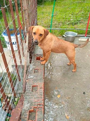 Mešanac, mlad pas sa teškom pričom iza sebe