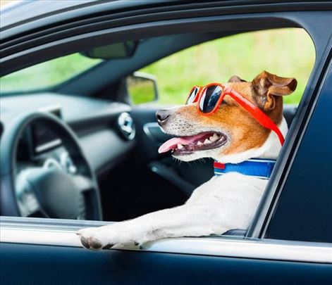 Njuška Pet Taxi