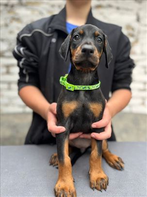 Prodaju se prelepi štenci dobermana od 2 meseca