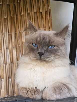 Sveta Birmanska, parenje