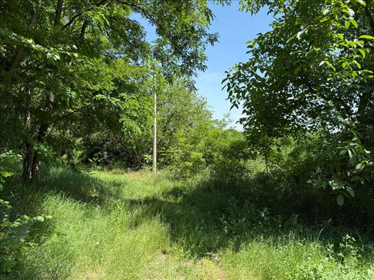 Trešnja-Koviona 10,54m ari sjajan pogled