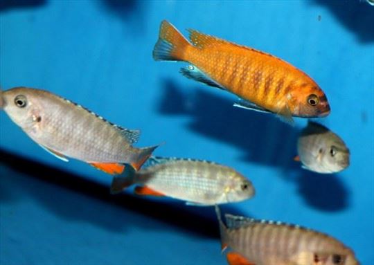 Tropheops SP Redfin Usisiya