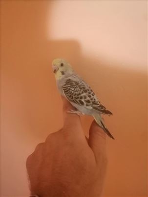 Rucno hranjene tigrice 