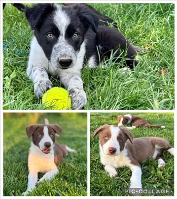 Border collie/ Border koli štenci