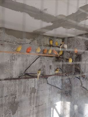 Kanarinci 0641344783