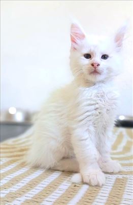 Maine Coon , mače