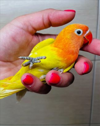 Mango ručno hranjen pitom 