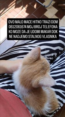 Mešanac, mače