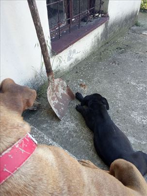 Mešanac, štene pit bull