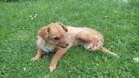 Mešanka čivave za udomljavanje