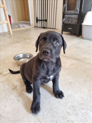 NA POKLON Mešanac labradora