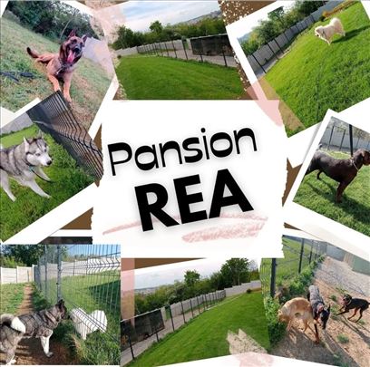 Pansion za srednje i velike pse Rea
