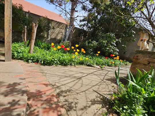 Stara Pazova, Surduk, Cincorija,78m2+85m2 na 10ari