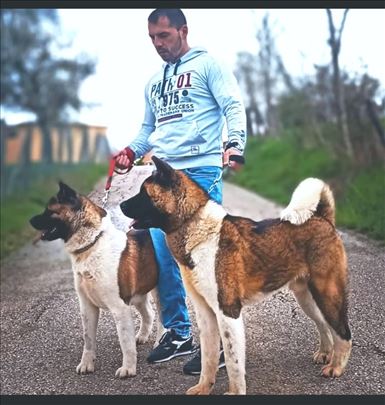 Akita, štene
