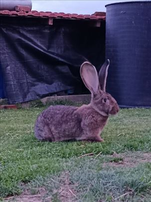 Begiski sivi i celicni orijasi hajkom i sarci