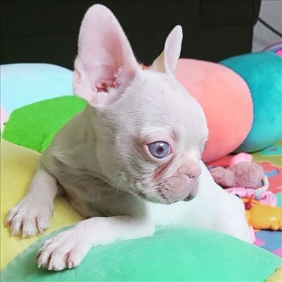 Pink Francuski buldog, štene