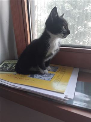 Poklanjam mačiće