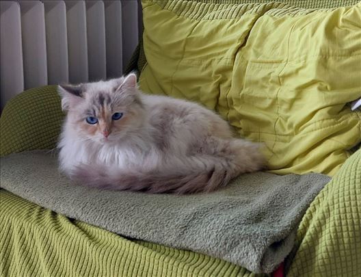 Ragdoll , mlada mačka
