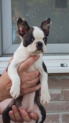Boston terrijer zenkica