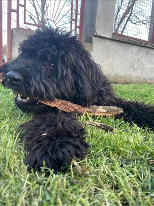 Labradoodle spreman za parenje