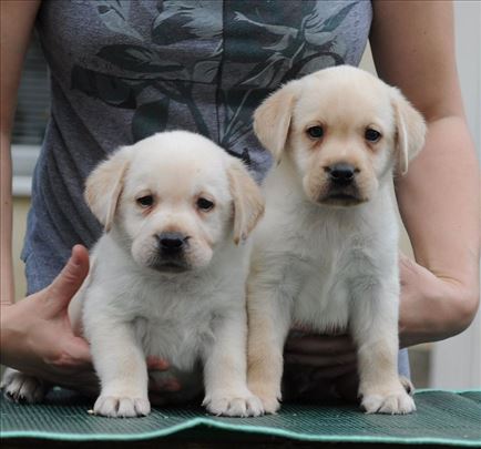 Labrador retriver, štene