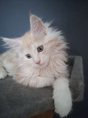 Maine Coon, mače
