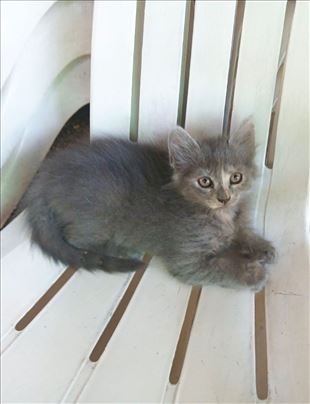 Mimi malo sivo mačence, mala maca mace trazi dom