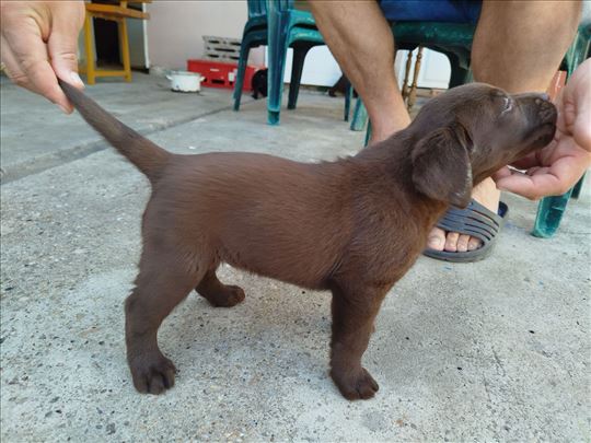 Crni i čokoladni štenci labradora