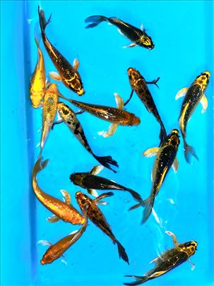 KOI Saran Baterflay