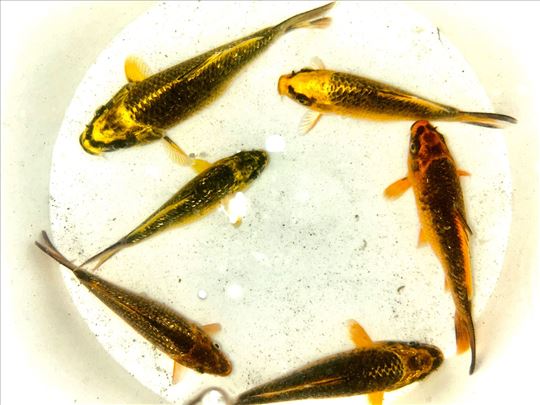 Koi Saran Kabuto