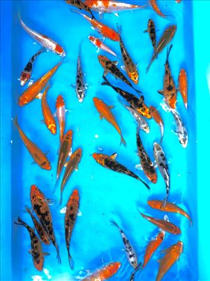 Koi sarani 10-16 cm
