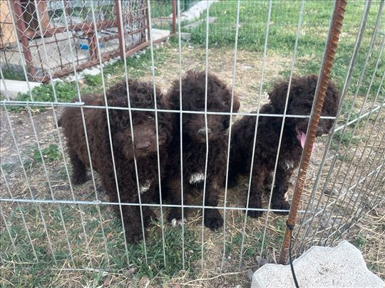 Lagotto Romagnolo štenci