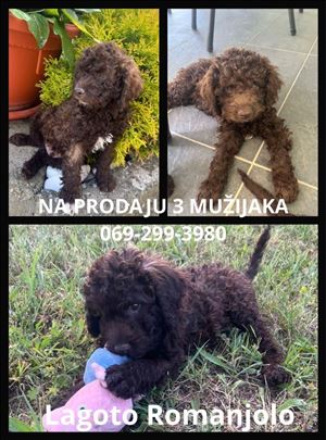 Lagotto Romagnolo štenci