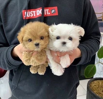 Maltipoo, štene