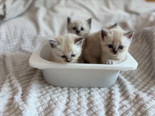 Ragdoll, mačići