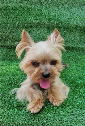 MINI YORKIE - parenje