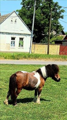 Dve poni kobilice