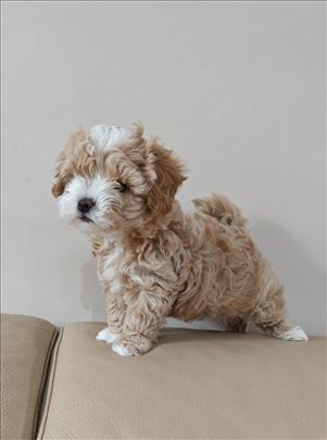 Maltipoo  i toy redpudla