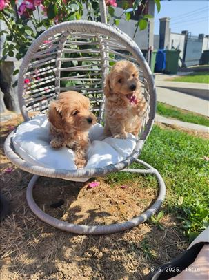 Maltipoo štenci oba pola
