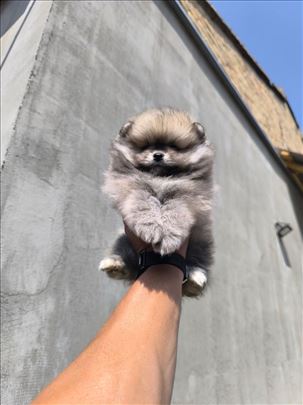 Pomeranac Boo top dostava