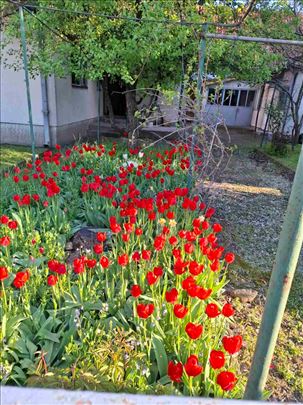 Krnjača, uknjižena kuća