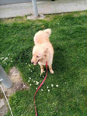 Mešanac, mlad pas, ženka, hitno traži dom