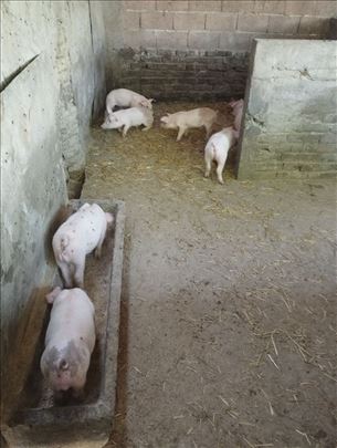 Prasići