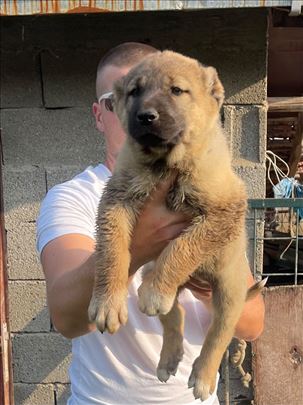 Kangal stenci