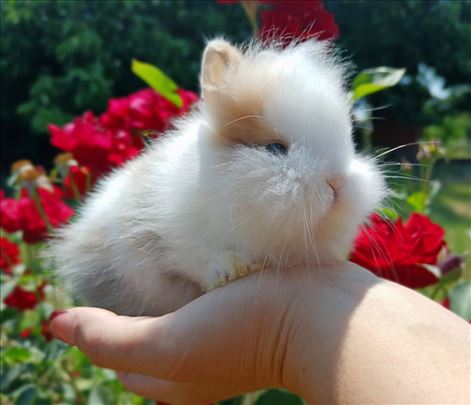 Mini teddy patuljasta ženkica 