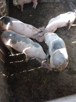 Prasici oko 20 kg. 