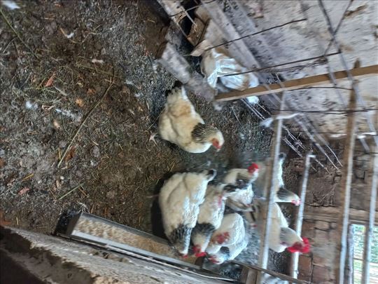 Saseks i Australorp