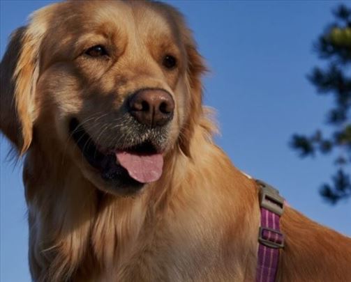 Čuvam pse i ostale zivotinje