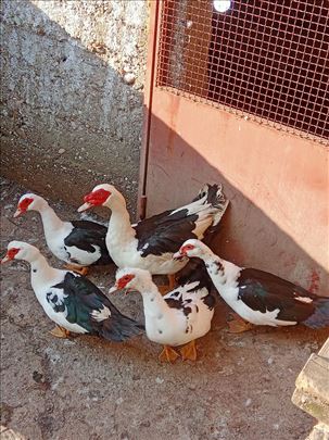 Mošusne-mutave patke